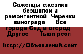 Саженцы ежевики безшипой и ремонтантной. Черенки винограда . - Все города Сад и огород » Другое   . Тыва респ.